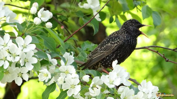 Весенние скворцы