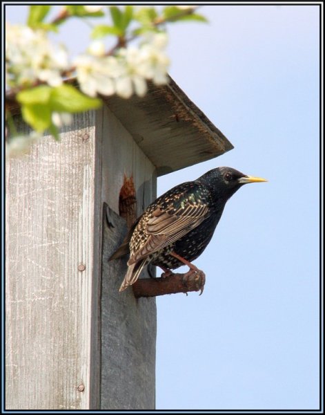Скворец в скворечнике