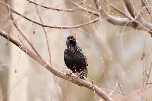 Весенняя Запевка скворца