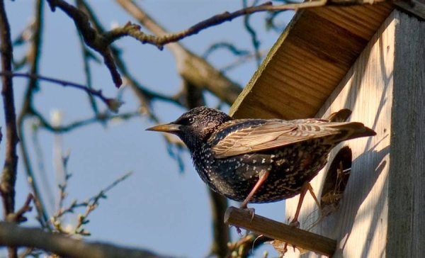 Весенний прилет Скворцов