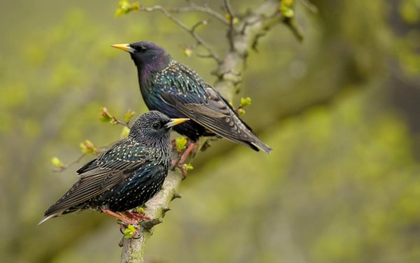 Ласточковый скворец