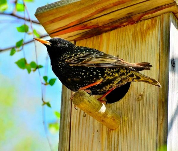 Скворец (Весна)