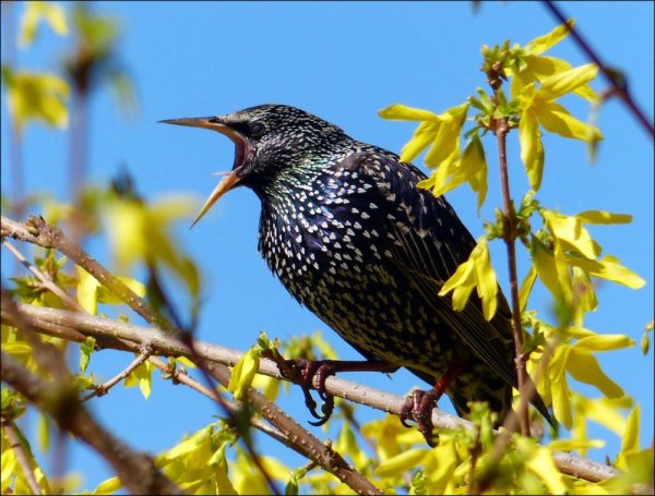 Скворец Скворушка скворечник