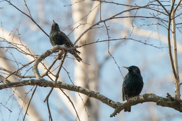 Весна птицы прилетели