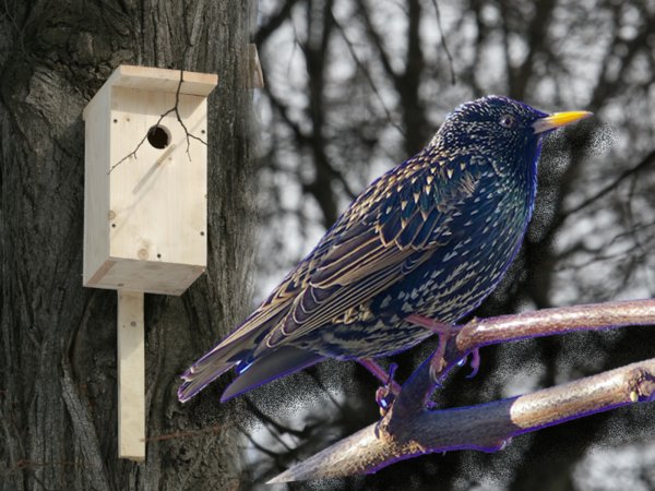 Апрельский скворец