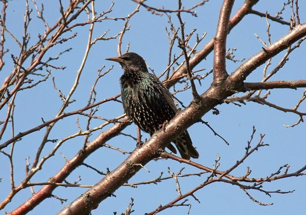 Скворцы прилетели презентация