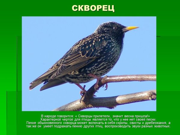 Полевой скворец