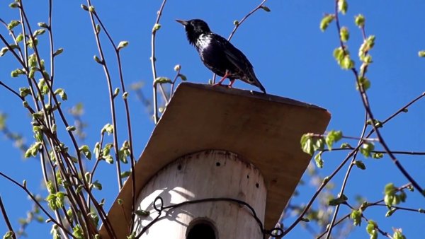 Весна скворечник скворец