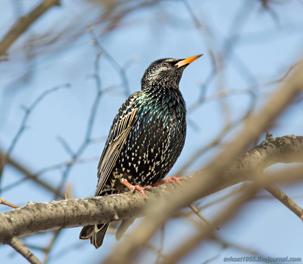 Обыкновенный скворец весной