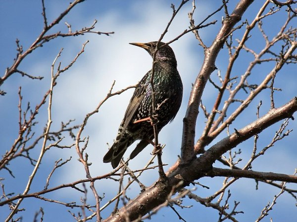 Семейство Скворцов прилетели