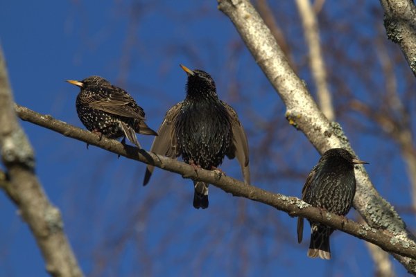 Скворец на ветке