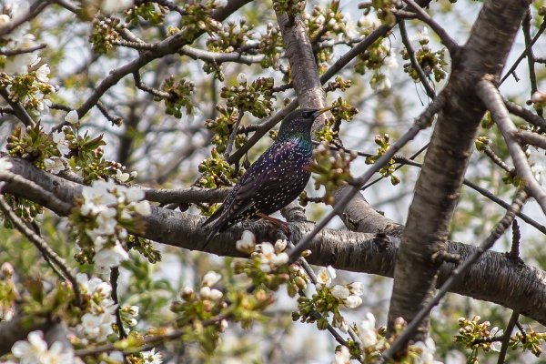 Солоухин о скворцах