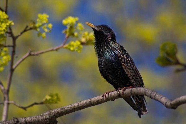 Первые птицы весны для детей