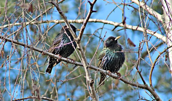 Весенние скворцы