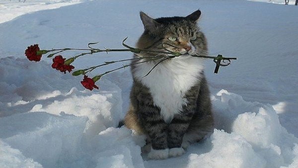 Скоро Весна коты