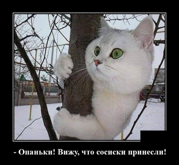 Кот ждет весну