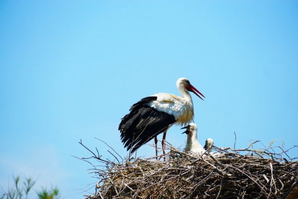 Аисты в Белоруссии