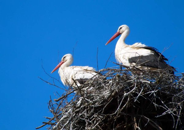 Весна Аисты прилетели