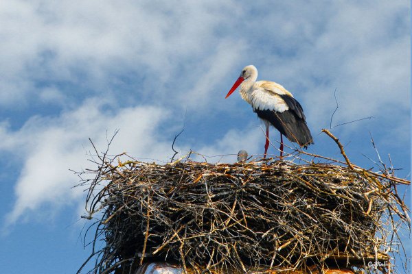 Красивый Аист