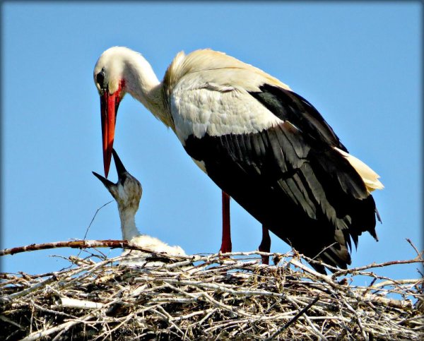 Аист Черногуз