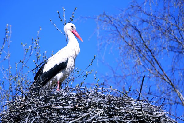 Аист весной