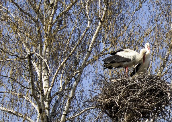 Аисты Весна