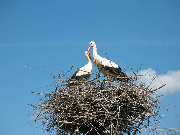 Аисты в Беларуси