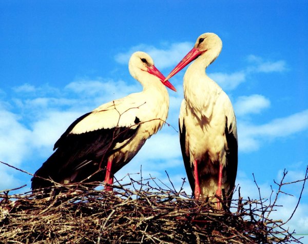 Аист журавлиной родине
