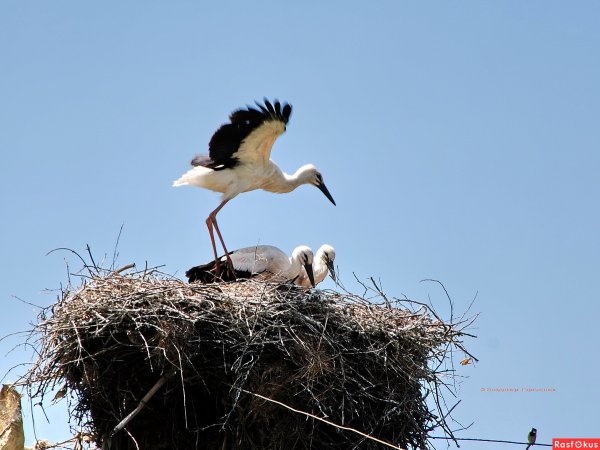 Весна Аисты прилетели