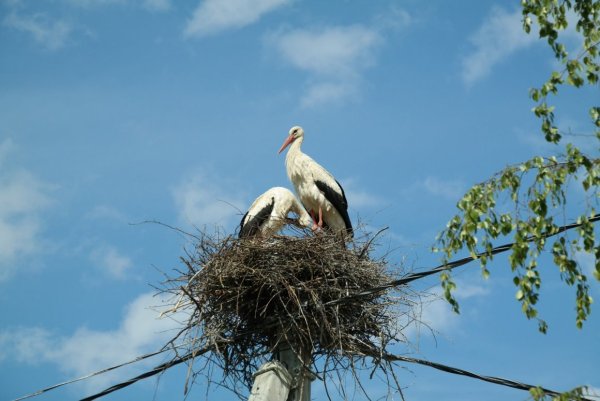 Деревня Якутино гнездо аиста