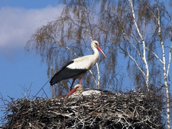 Аист зимой