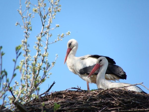Журавли весной