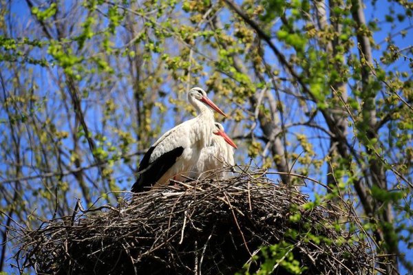Журавлиное гнездо