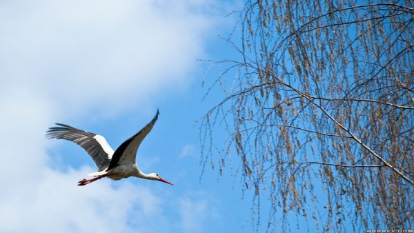 Журавли прилетели