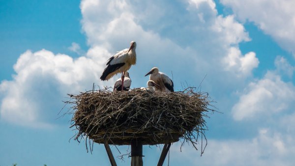 Гнездо аиста в деревне