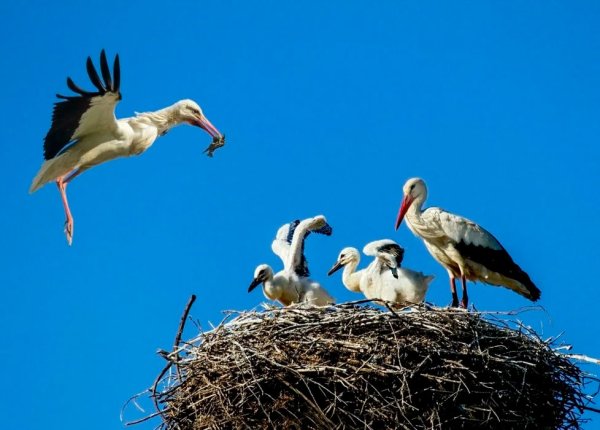 Аист Перелетная птица