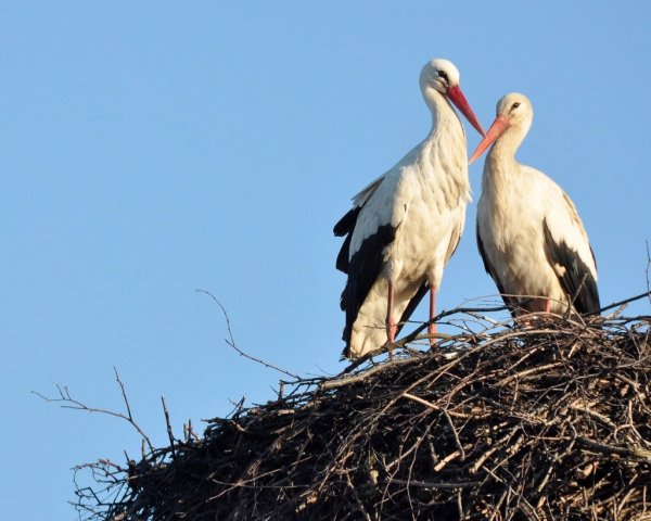 Пара аистов