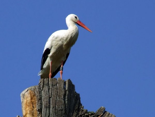 Белый Аист красная