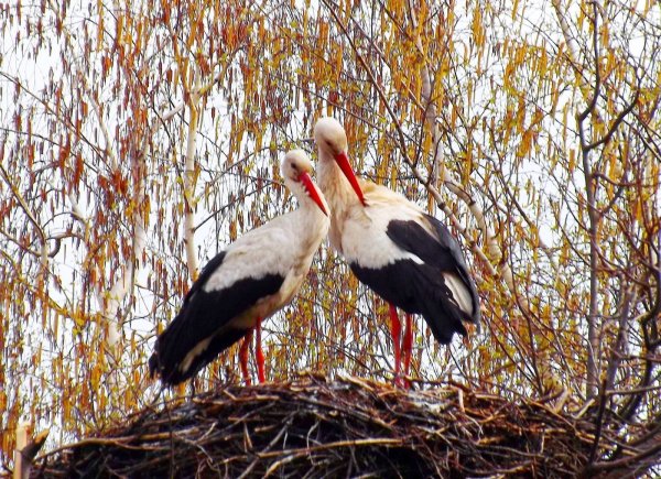 Белоруссия белый Аист