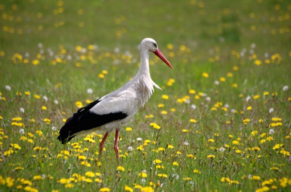 "Аист в поле" Перемский