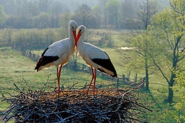 Полесье Аисты