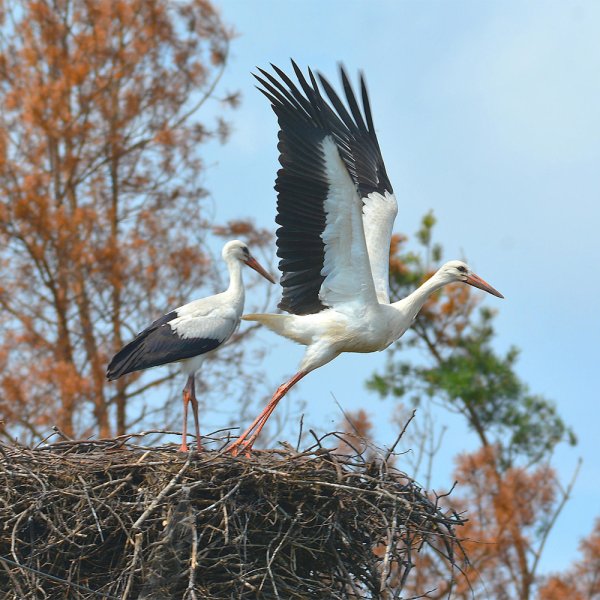 Стая аистов