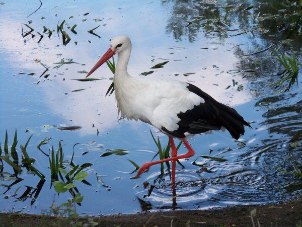 Алмазная мозаика Журавлиная пара