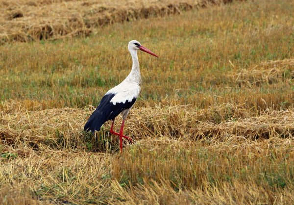 Аист птица счастья