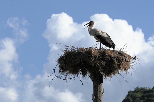20 Августа Марины Пимены