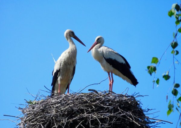Аисты в живописи маслом