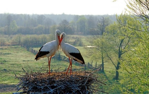Птенцы аиста в гнезде