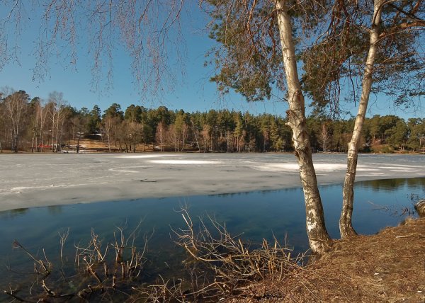 Букетик вербы на окне