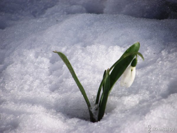 Зима недаром злится прошла её пора Весна в окно стучится