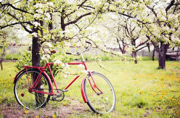 Велосипед стоящий у дерева